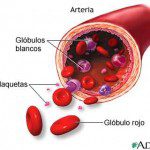 arteria