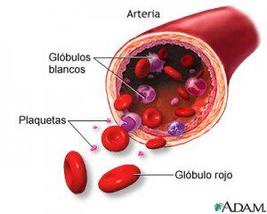 arteria