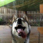 Perro limpiando las ventanas