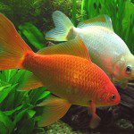 peces